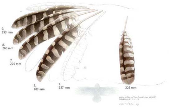Viirupöllön sulkia - viirupöllö huuhkajan saaliina | The Ural Owl's wing feathers.